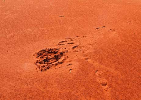 Jochen Kitzbiehler Going down under